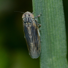 Graminella nigrifrons