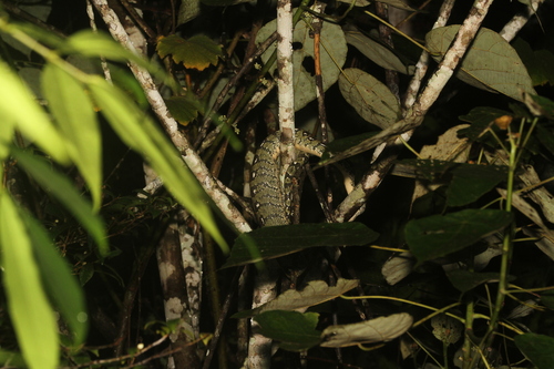Madagascar tree boa