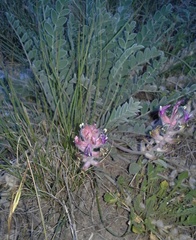 Astragalus mollissimus bigelovii