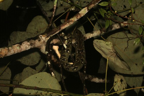 Madagascar tree boa