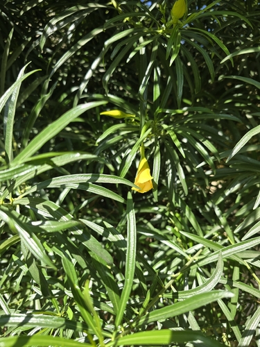 Be-still tree
