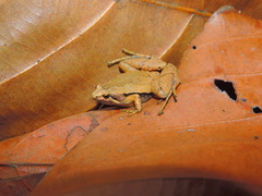 Microhyla achatina