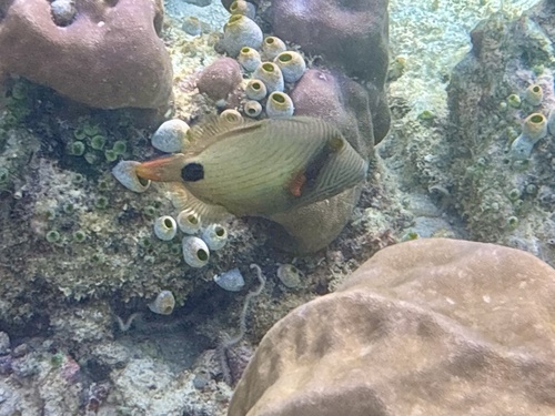 Orangestripe Triggerfish — seen at this dive site