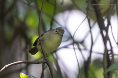 Principe White-Eye photo 1