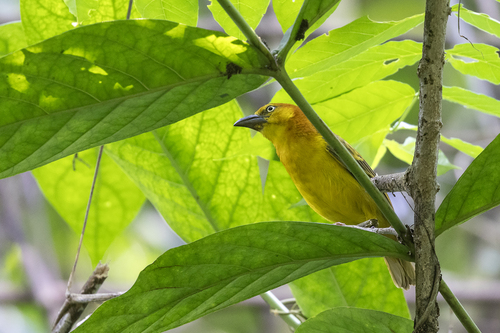 iNaturalist image