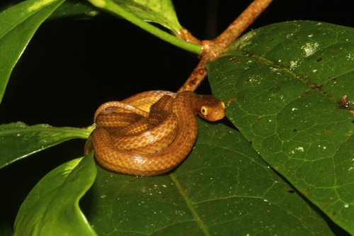 Ranomafana Big-headed Snake