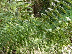 Pteridium esculentum