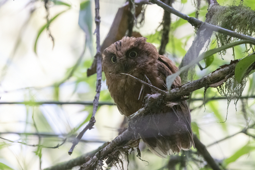 iNaturalist image