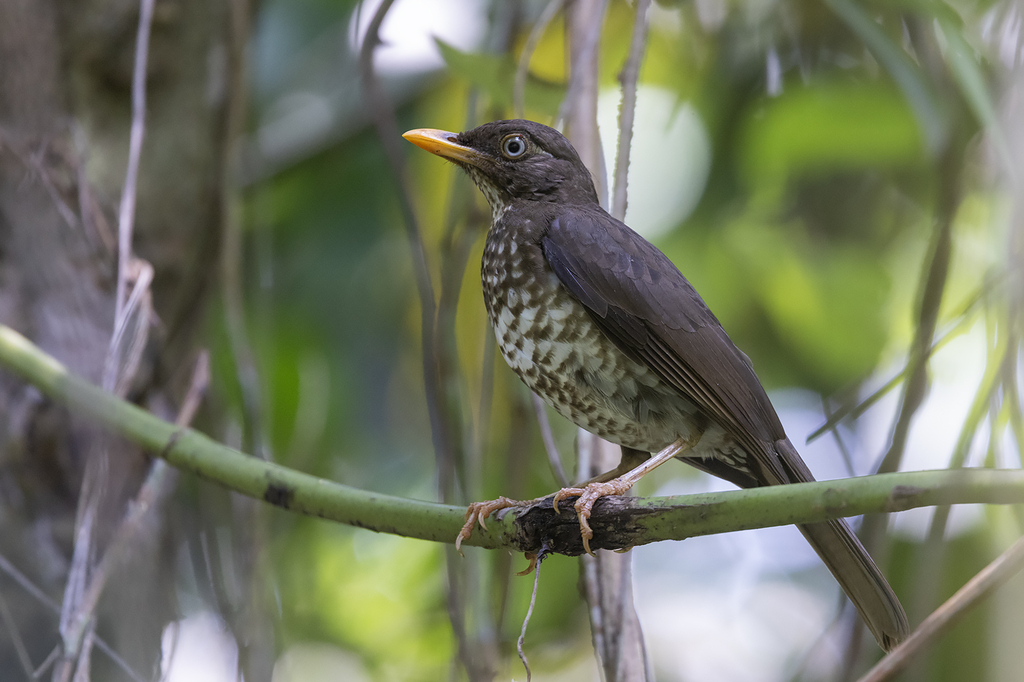 Principe Thrush