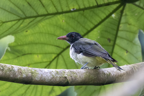 iNaturalist image