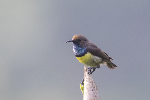 iNaturalist image