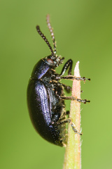 Gastrophysa cyanea
