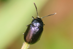 Gastrophysa cyanea