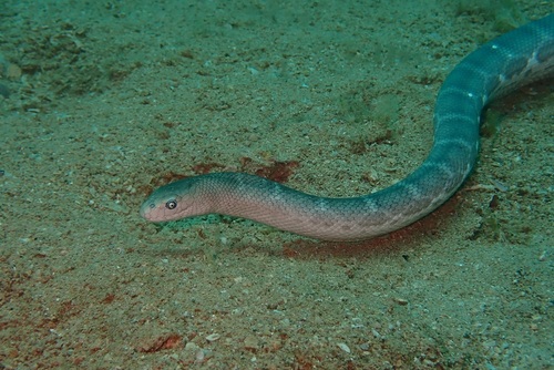 Spotted Sea Snake