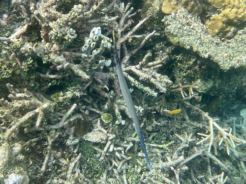 Pacific Trumpetfish — seen at this dive site