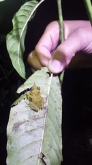 Eleutherodactylus flavescens