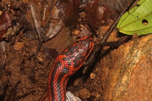 Three-striped Ground Snake