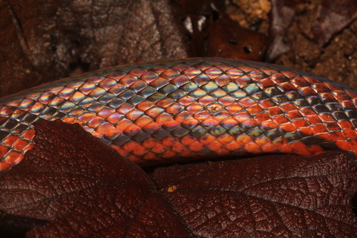 Three-striped Ground Snake