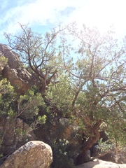 Podocarpus elongatus