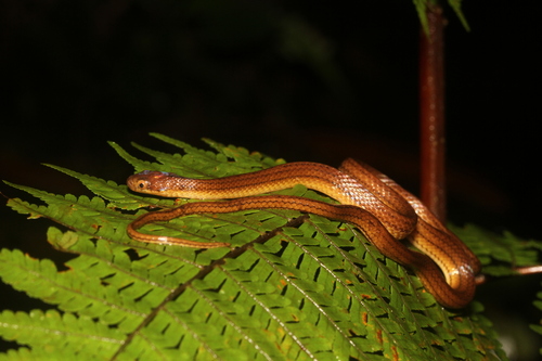 Ranomafana Big-headed Snake