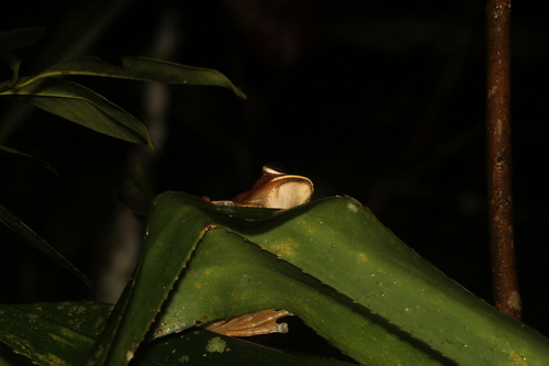 Bright-eyed frog, Boophis albilabris