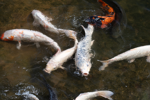 Amur Carp, photo 8 of 9