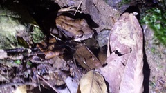 Eleutherodactylus inoptatus