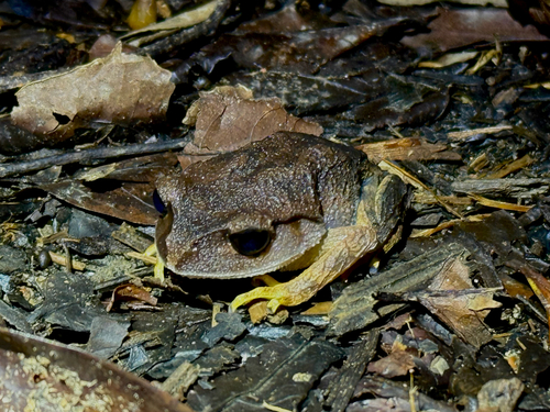 Leptobrachium montanum, 2025-12-11