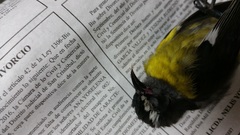 Coereba flaveola