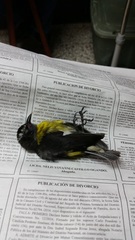 Coereba flaveola