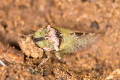 Xerophloea viridis