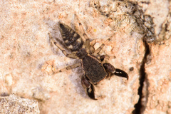 Cheliferoides segmentatus
