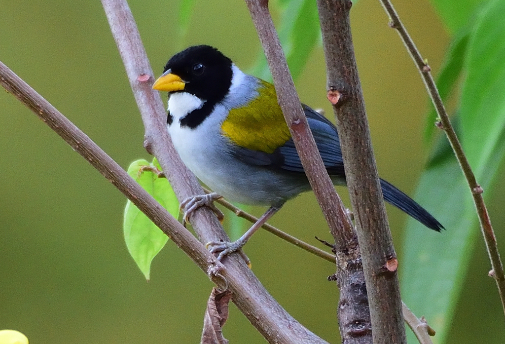 Golden-Winged Sparrow