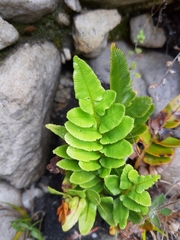 Blechnum procerum
