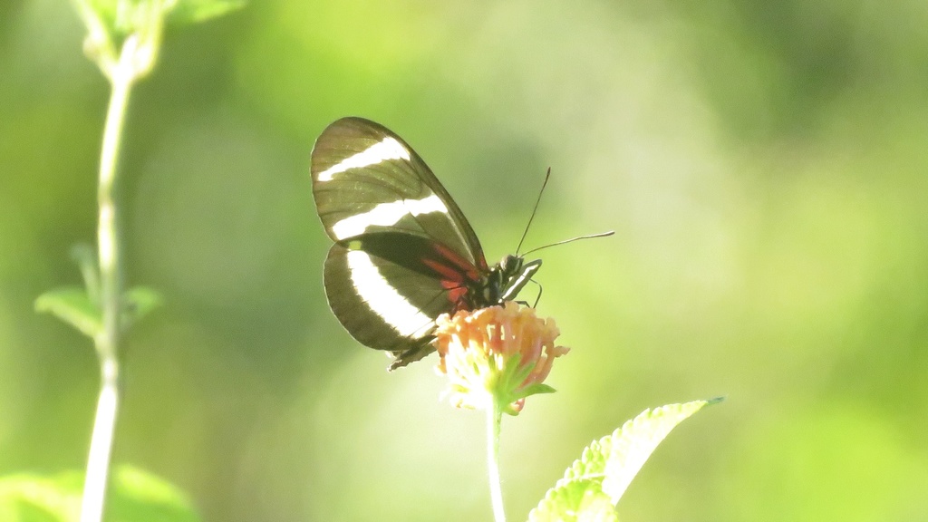 Heliconius hewitsoni
