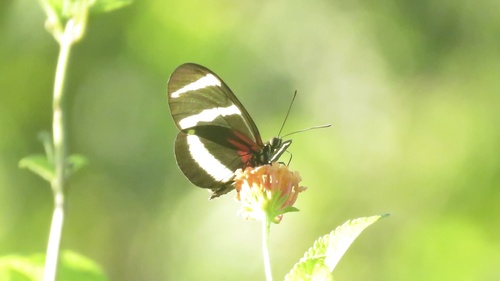 Heliconius hewitsoni