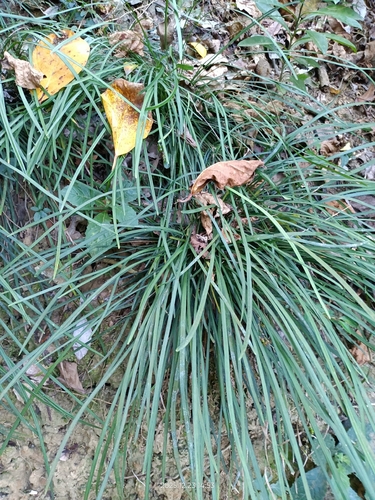 Ophiopogon reversus iNat (1)
