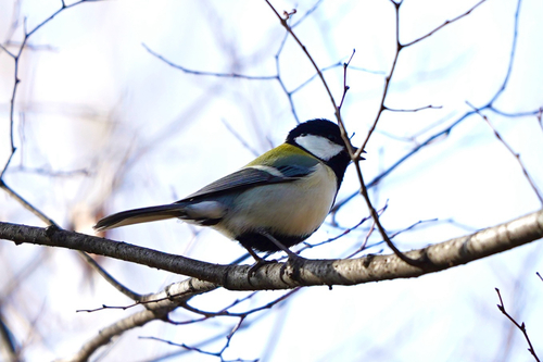 Asian Tit, Katsuse, Ebina, Kanagawa, JP, photo 10 of 10