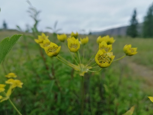 basal leaved bupleurum (Bupleurum multinerve)