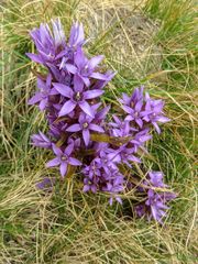Gentianella rhaetica