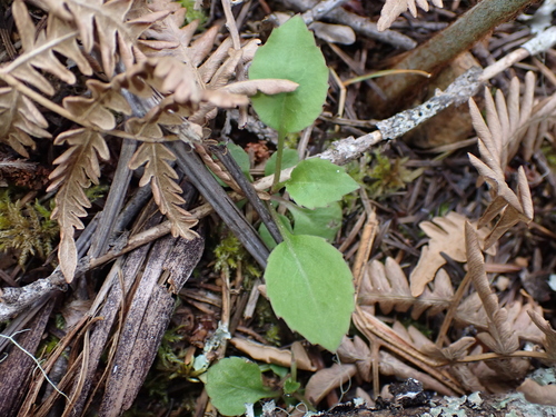 scouler's harebell (Campanula scouleri)