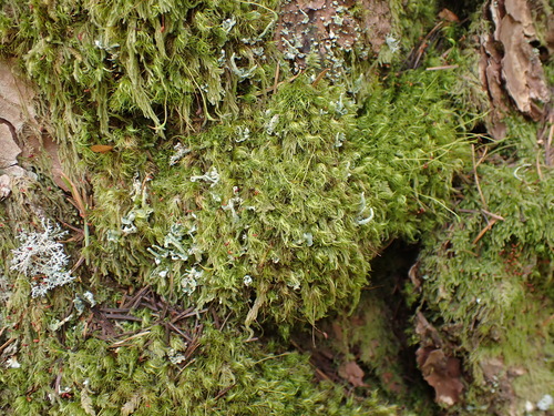 Dusky Fork-moss (Dicranum fuscescens)