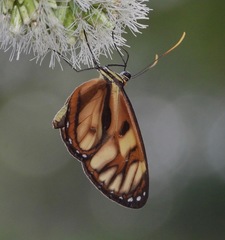 Ithomia iphianassa