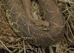 Crotalus durissus