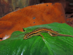 Sphenomorphus sanctus