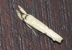 Compsotorna oligarchica