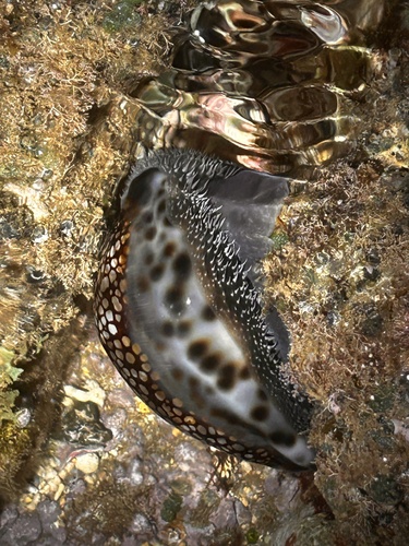 Cypraea maculifera observed 2025-12-22
