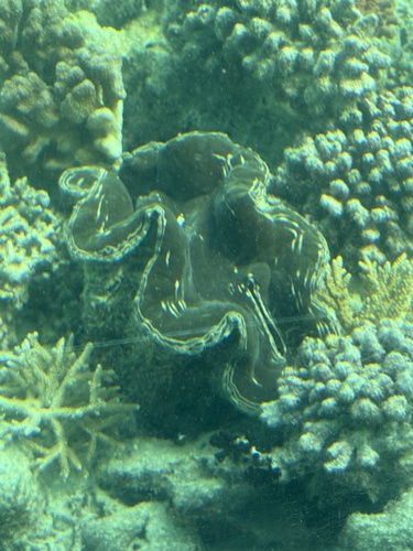 Fluted Giant Clam — seen at this dive site