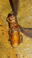 Syntermitinae