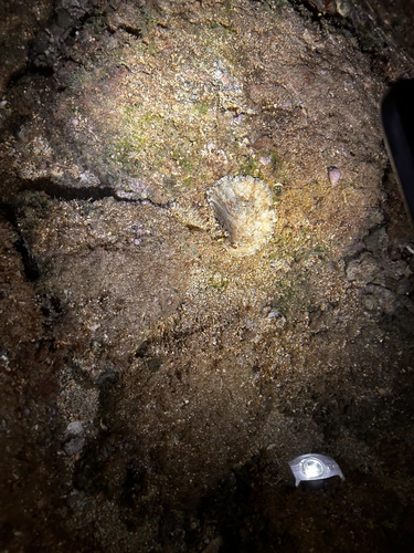 Platydoris formosa, 2025-12-22